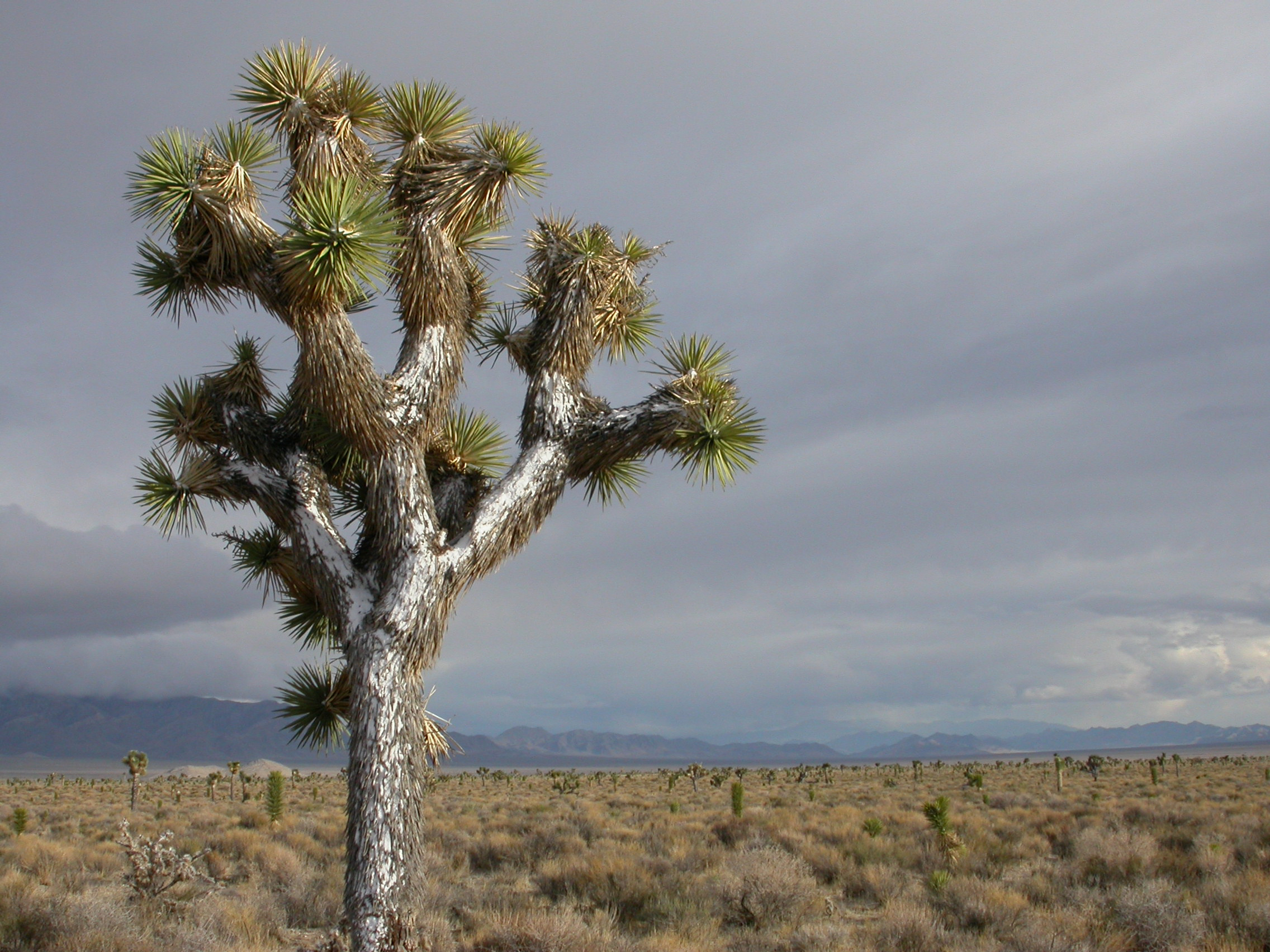 Joshua trees – The Joshua Tree Genome Project
