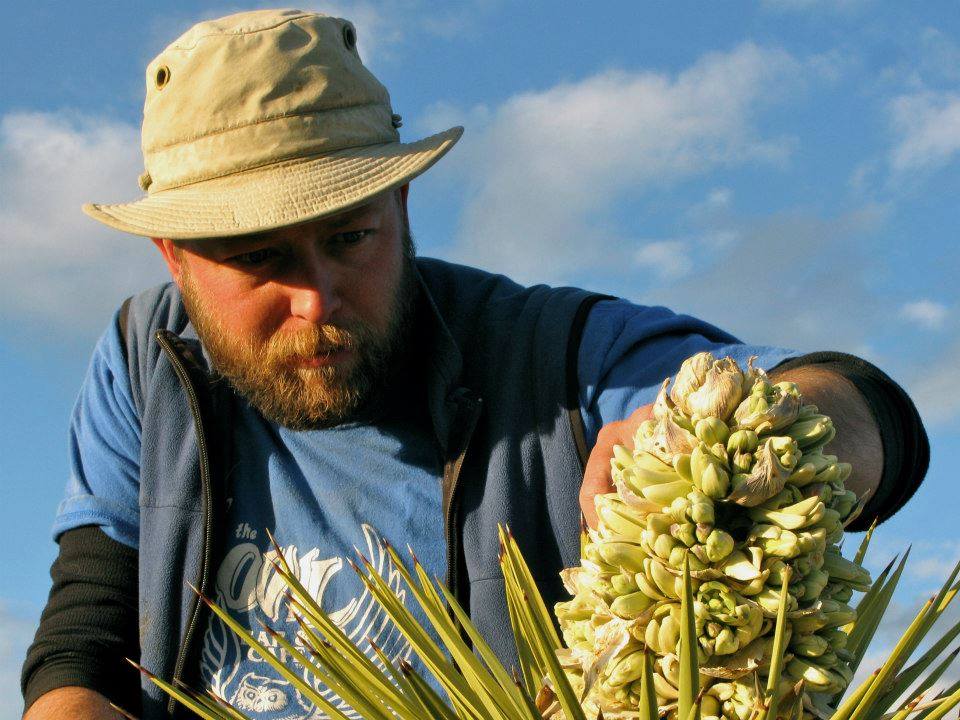 Chris Smith examines a cluster of Joshua tree flowers. (Photo: Jeremy Yoder)