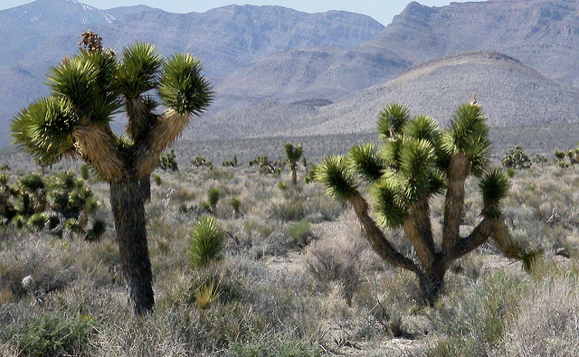 Examples of Yucca brevifolia and Yucca jaegeriana growing side by side. (Photo: Jeremy Yoder)