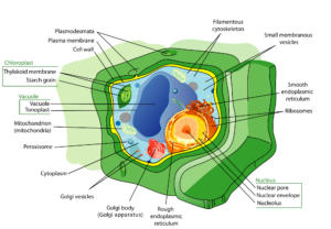 Figure 2: Anatomy of a plant cell (Wikimedia Commons: Mariana Ruiz Villarreal)