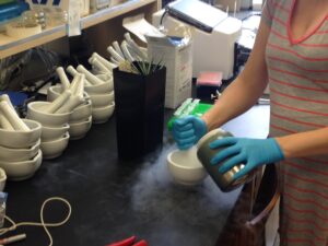 Figure 3: Grinding Joshua tree leaf tissue in a bath of liquid nitrogen. (Chris Smith)