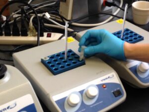 Figure 4: Ground Joshua tree leaf tissue in lysis buffer is incubated at 65 C.