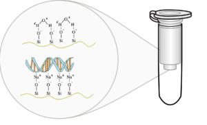 Figure 6: A silica filter used in DNA extraction. In a mixture of alcohol and salts, DNA will get caught in the filter. In pure water DNA passes through the filter.