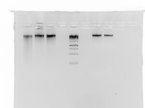 Figure 7: An agarose gel showing Joshua tree genomic DNA. The DNA is stained with ethidium bromide, and photographed under UV light. This photo negative shows DNA as a dark band in each lane. In the fifth lane is a standard 1 kb DNA ladder.
