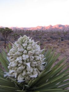 Figure 1: The source of the odor: A Joshua tree flower. (William Godsoe)