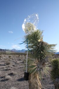 Figure 2: Sampling scent from a Joshua tree in the Spring Mountains, Nevada. The black pump is connected to hoses that draw air through carbon filters. One filter is placed inside a plastic oven bag containing a Joshua tree inflorescence. The second filter draws in air from the outside, providing an environmental control. (Chris Smith)