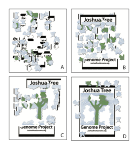 Figure 1: An illustration of genome assembly. Using shotgun sequencing, large sections of the genome remain unassembled (B) DoveTail genomics simplifies the process by grouping together pieces from the same part of the genome (C), making it easier to assemble the entire genome (D)
