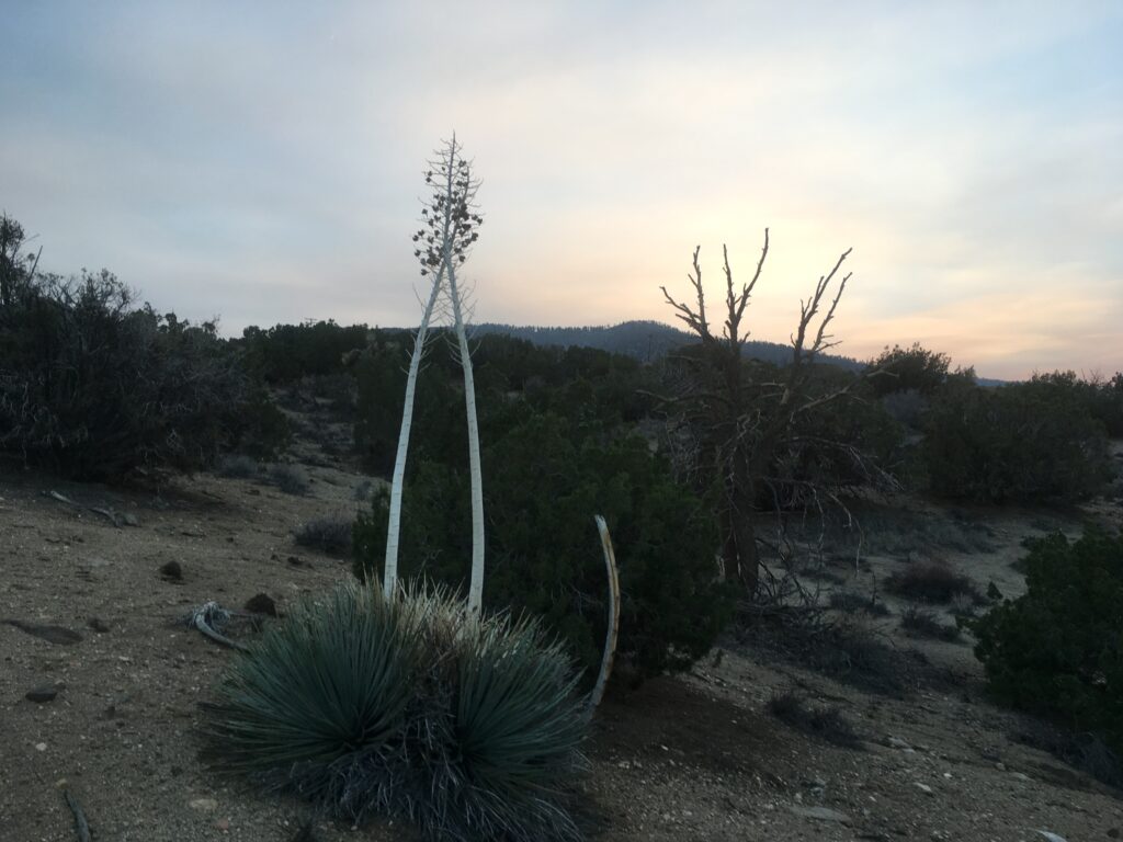 Hesperoyucca against the sunset in Puma Canyon. (Photo by Jeremy Yoder.)