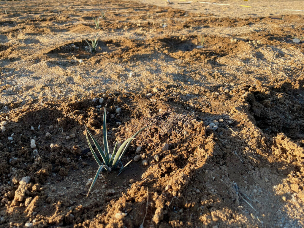 Joshua tree seedlings, tiny green shoots planted in rows in desert soil