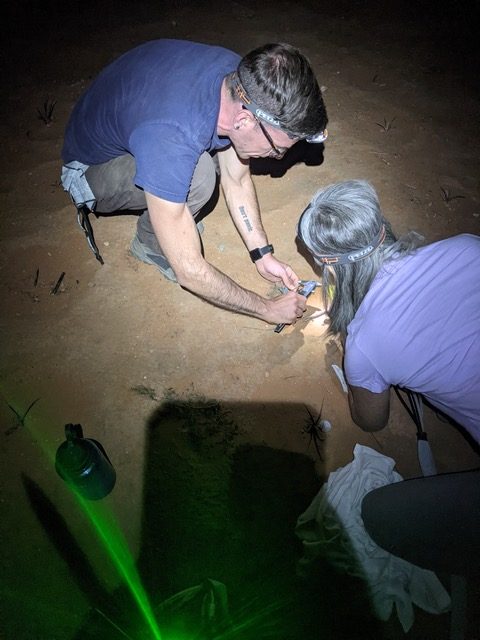 A man and a woman kneel down to measure a small plant, brightly lit by a camera flash in the midst of nighttime darkness.